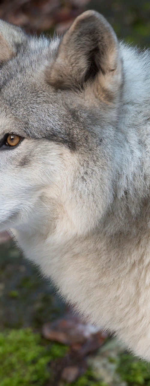 Gray wolf in forest setting