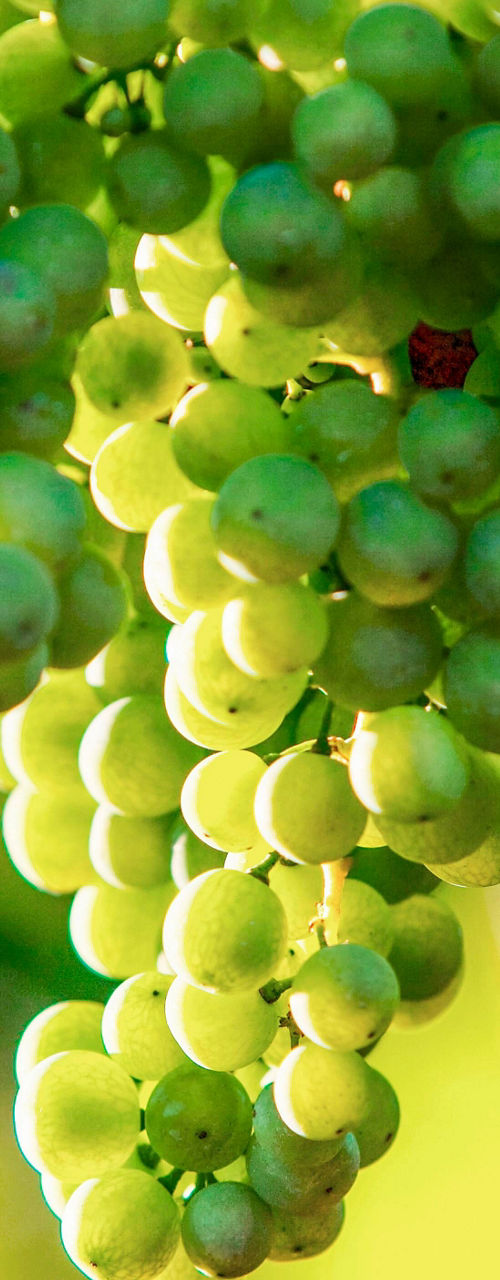 Close-up of green grape cluster in sunlight