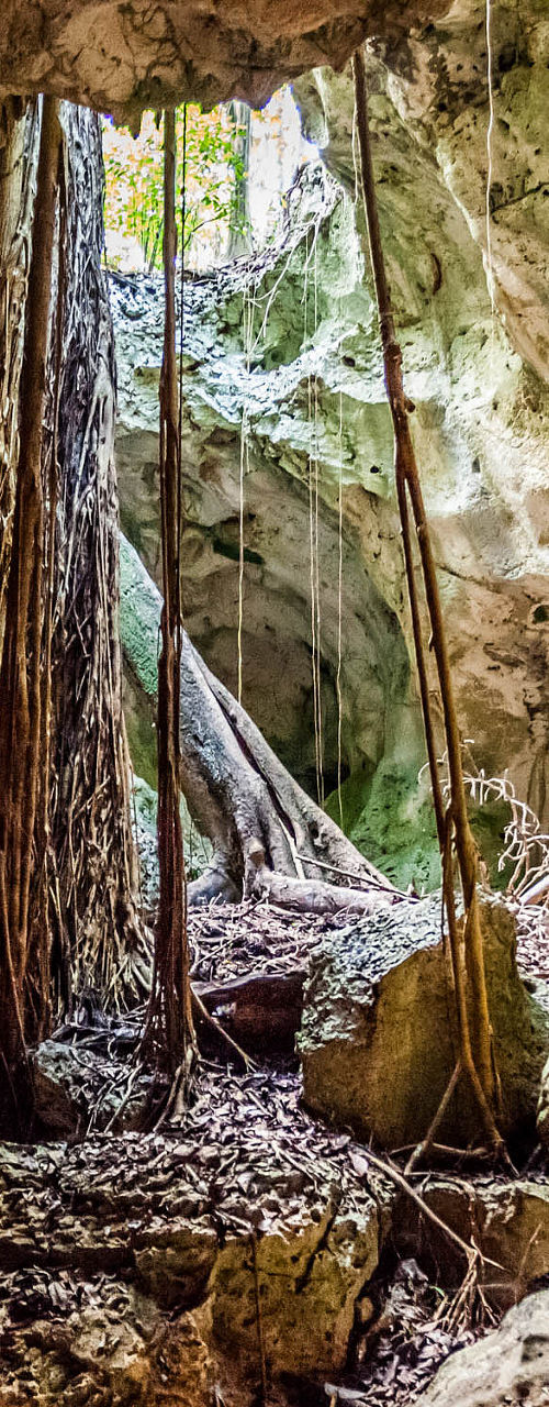 Natural cave with sunlight and tree roots