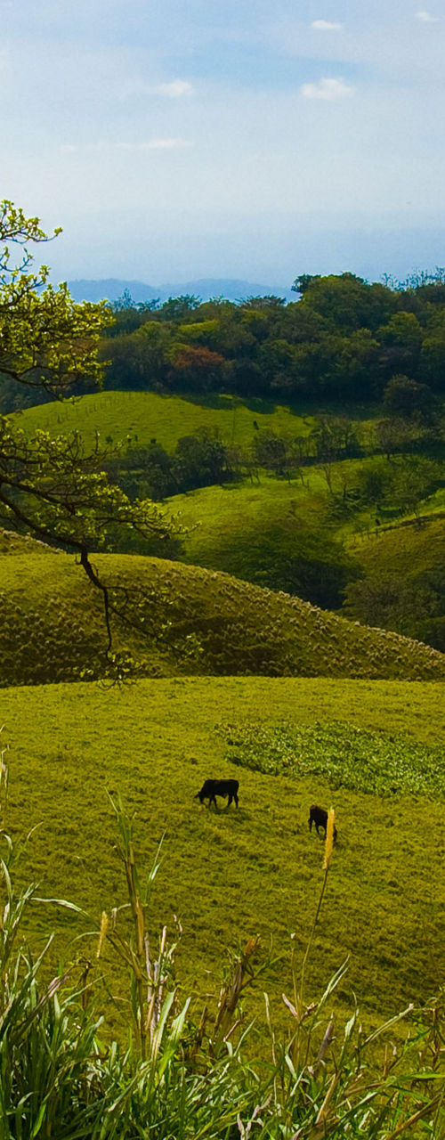 Scenic countryside with rolling green hills