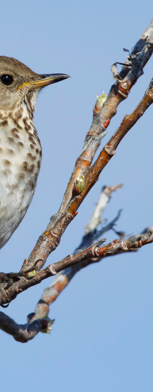 Small bird perched on tree branch