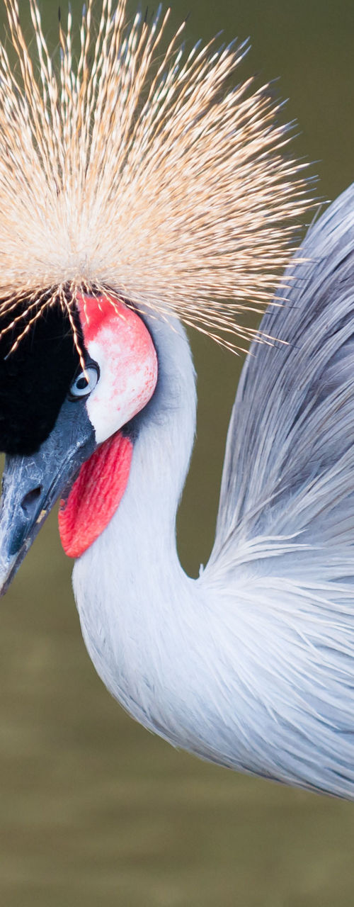Close-up of a crowned crane by water