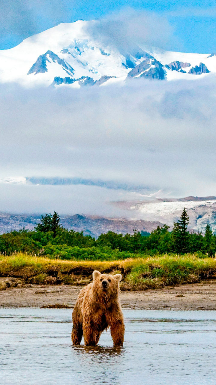 Brown bear in scenic mountain landscape