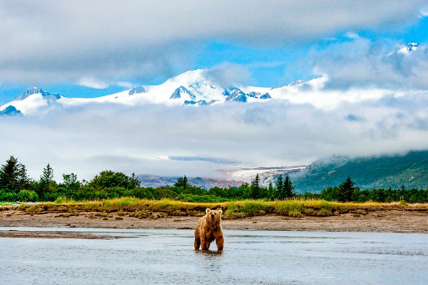 Brown bear in scenic mountain landscape