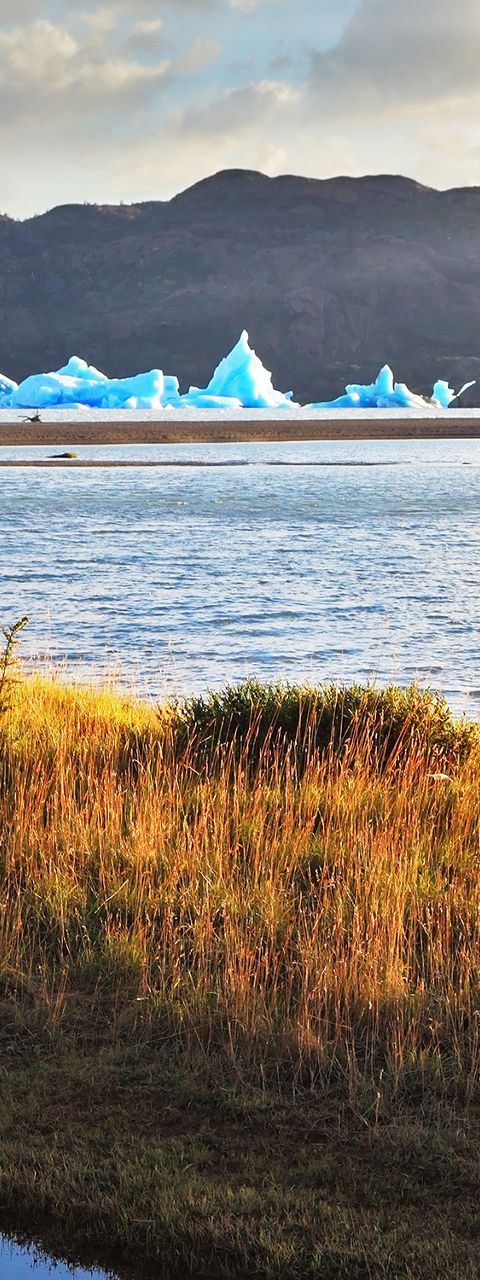 Guanaco by a serene Patagonian lake