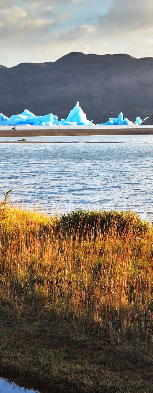 Guanaco by a serene Patagonian lake