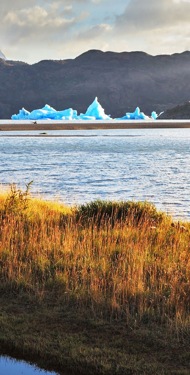 Guanaco by a serene Patagonian lake