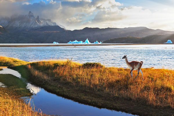 Guanaco by a serene Patagonian lake