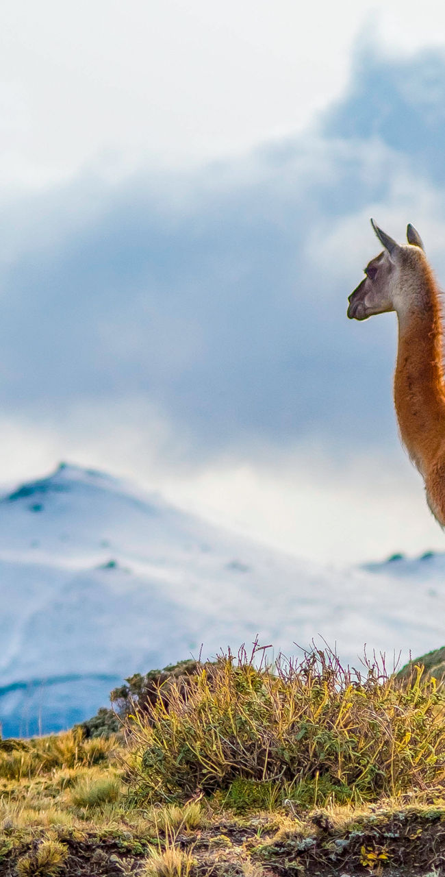 Llama in mountain landscape with snow peaks