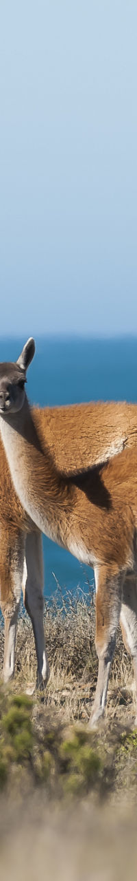 Group of guanacos near ocean landscape