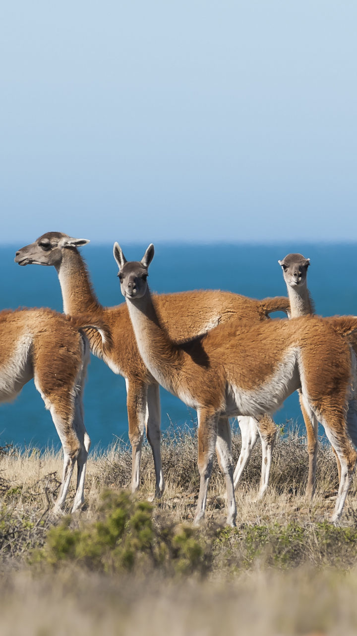 Group of guanacos near ocean landscape