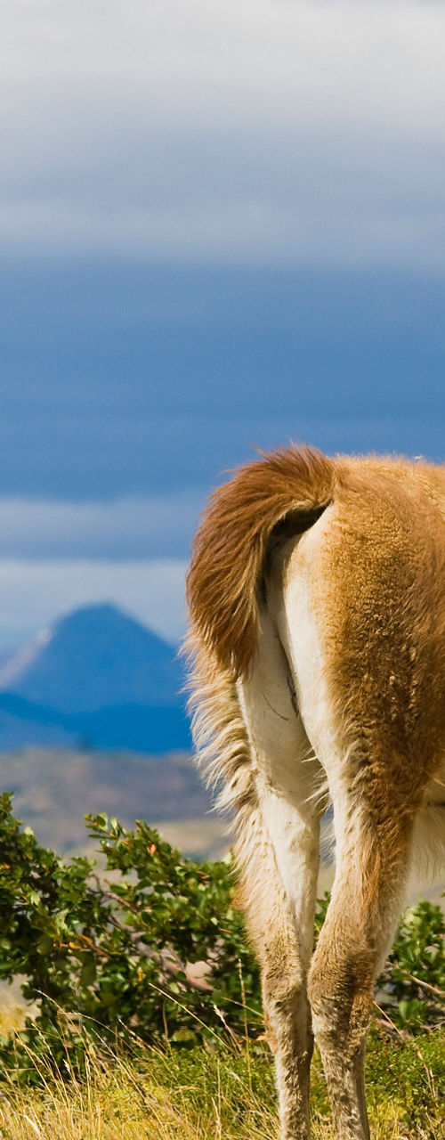 Guanacos in scenic mountain landscape
