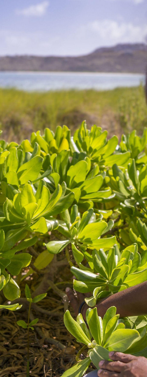 Park Ranger Examining Coastal Vegetation
