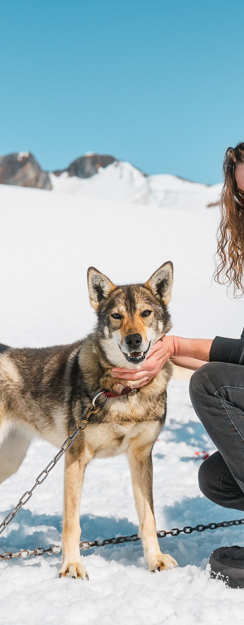 Tourists Interacting with Huskies on Snowy Mountain
