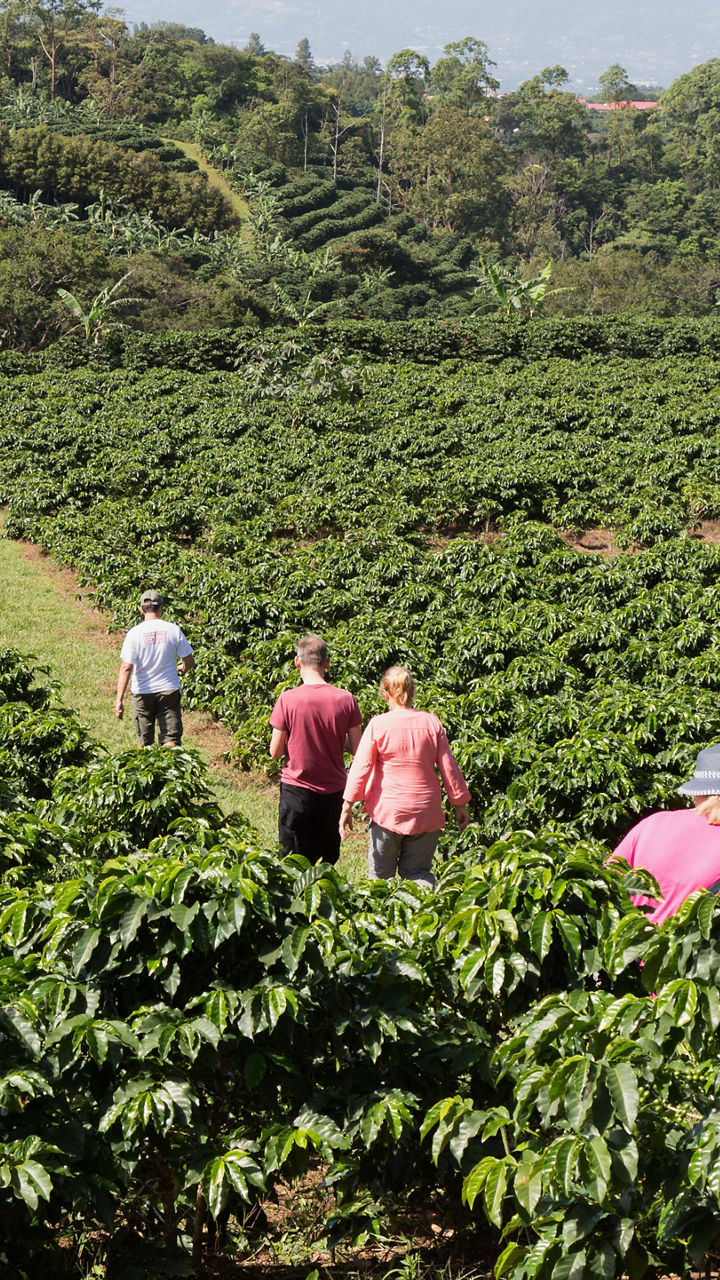 Coffee Plantation & Batik Workshop
