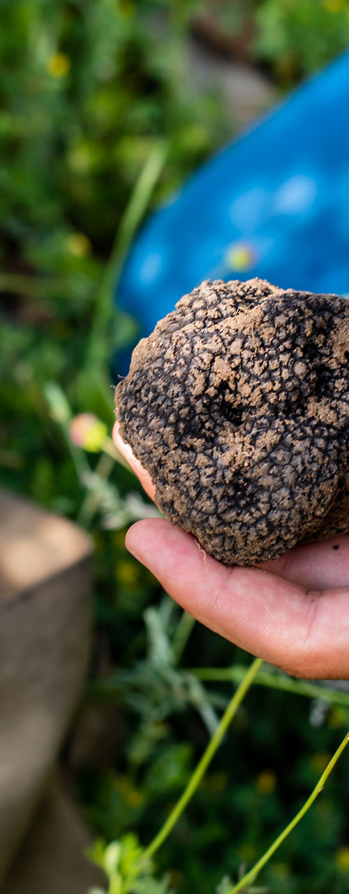 Hands holding freshly harvested black truffles