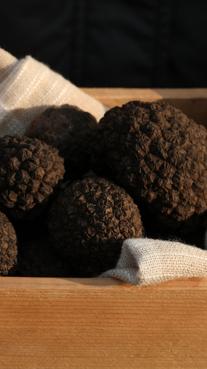 Truffle Hunting at a Tuscan Farm