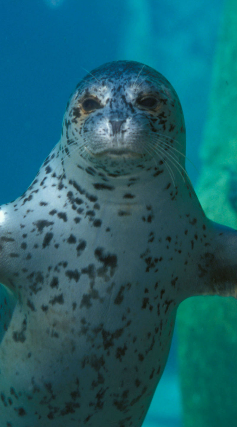 Spotted seal swimming underwater gracefully