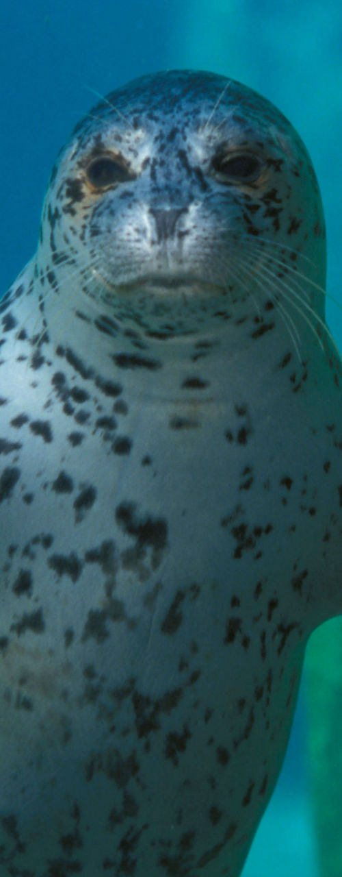 Spotted seal swimming underwater gracefully