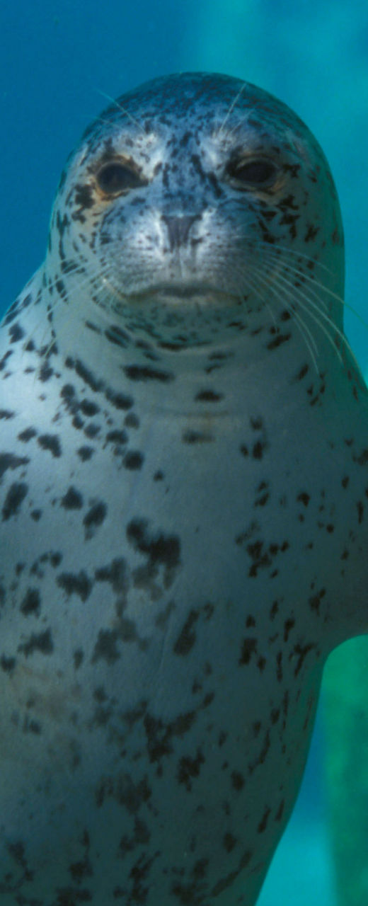 Spotted seal swimming underwater gracefully