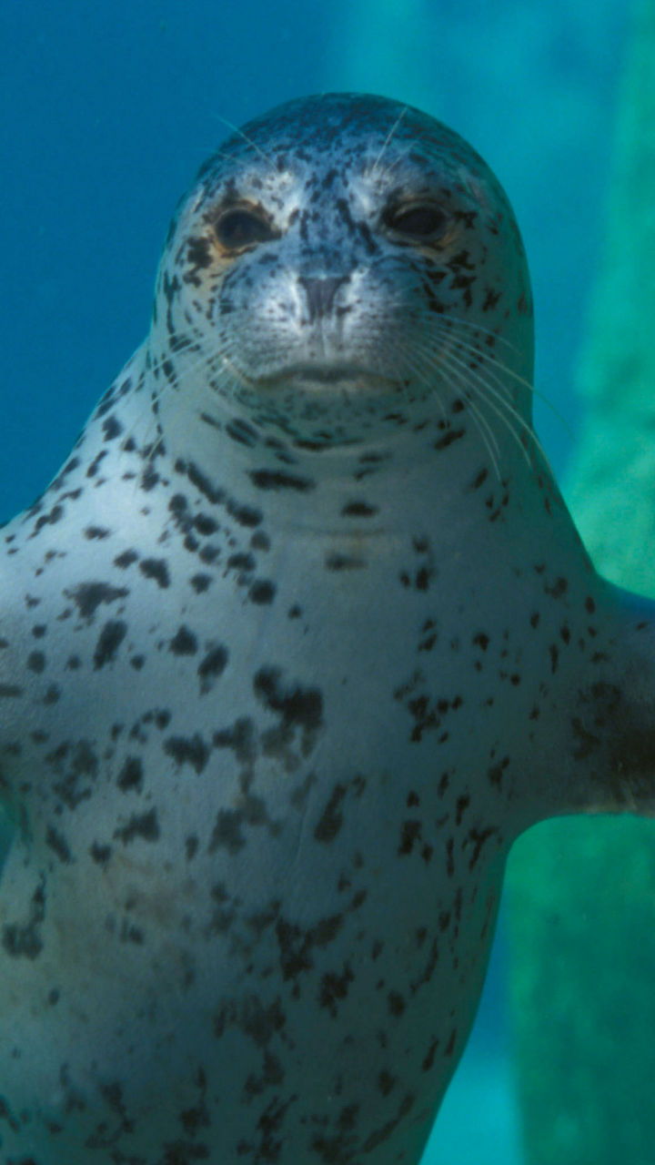 Spotted seal swimming underwater gracefully