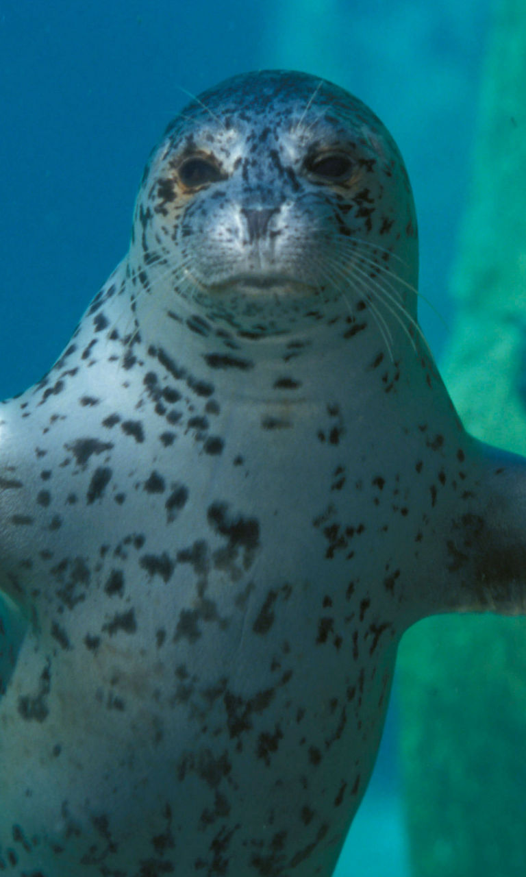 Spotted seal swimming underwater gracefully
