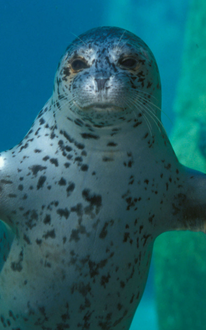 Spotted seal swimming underwater gracefully