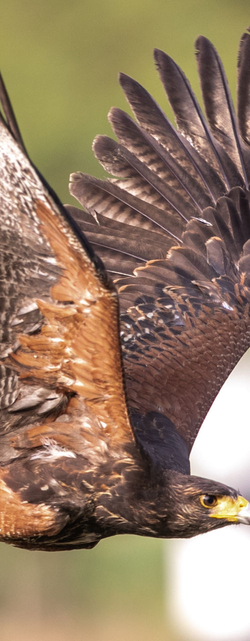 Harris's Hawk in flight with tether