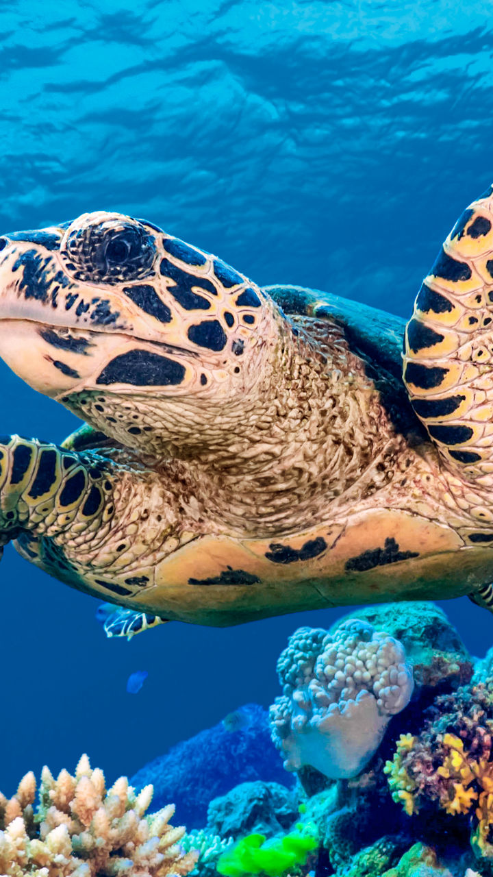 Sea turtle swimming over vibrant coral reef