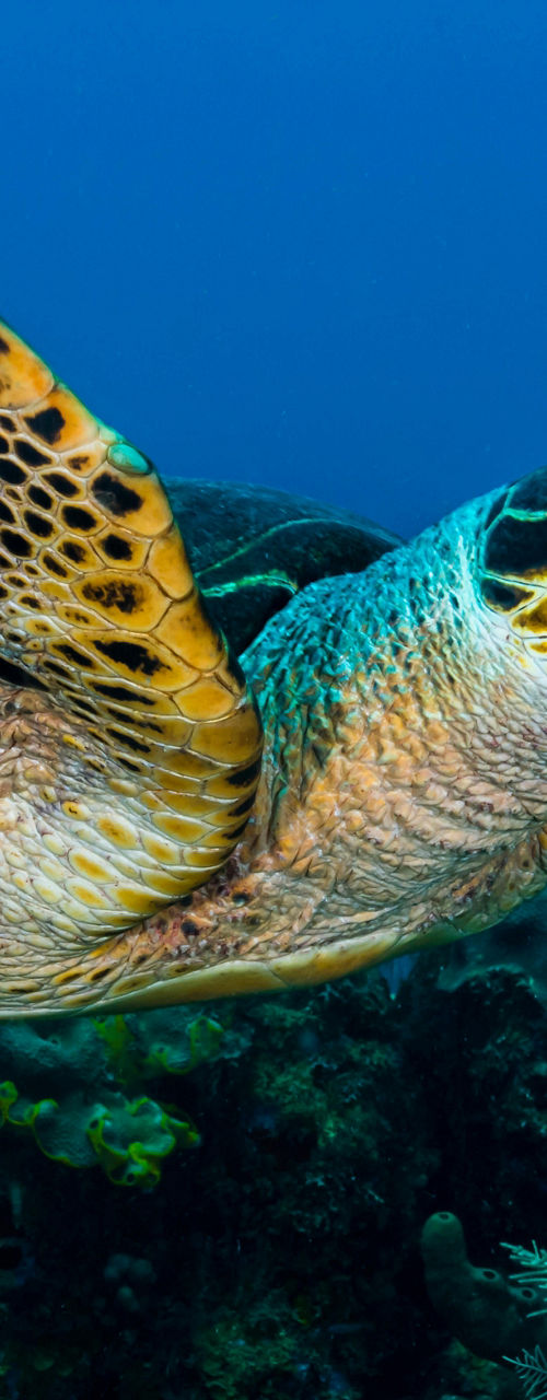 Hawksbill sea turtle swimming underwater