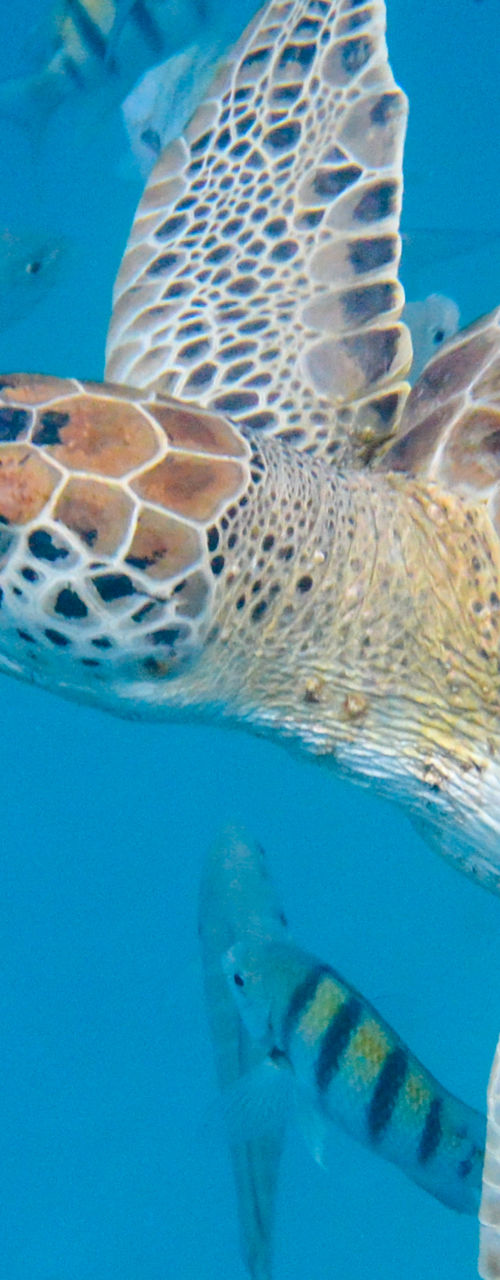Sea turtle swimming among tropical fish