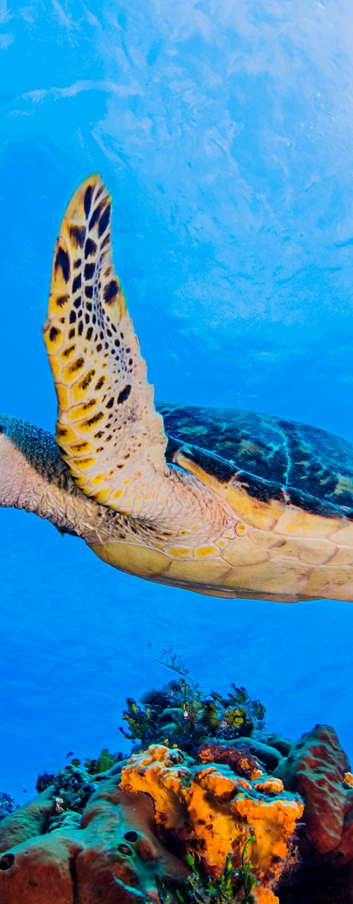 Sea turtle swimming over coral reef
