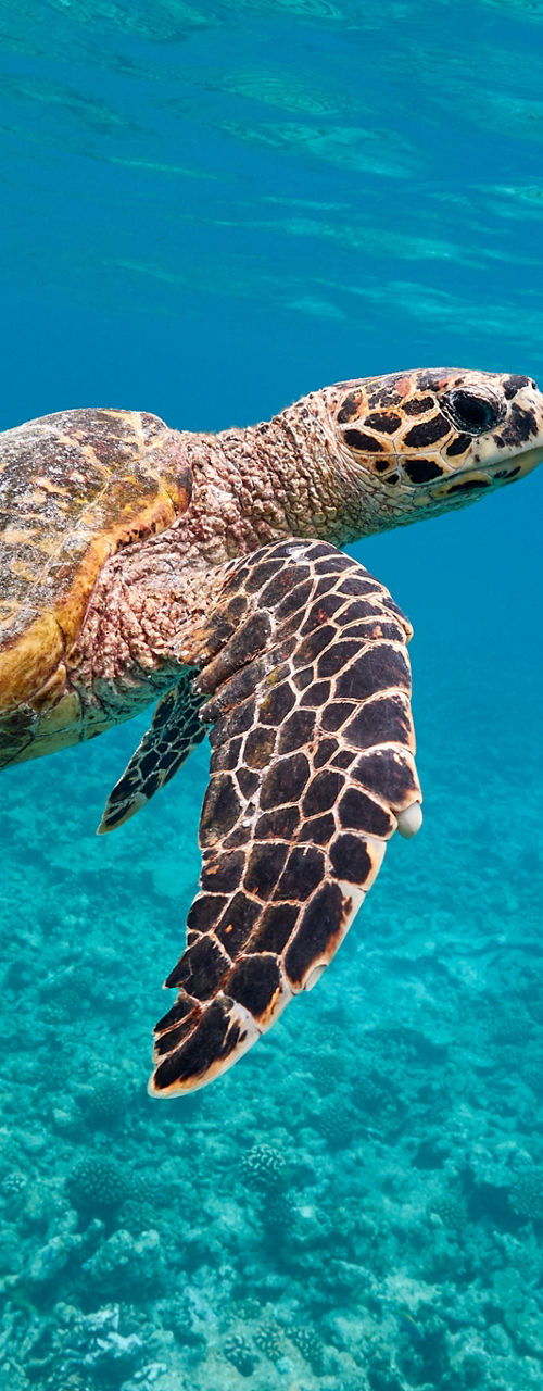 Sea turtle swimming in clear tropical ocean
