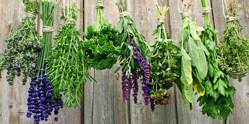 Fresh herbs hanging on rustic wooden backdrop