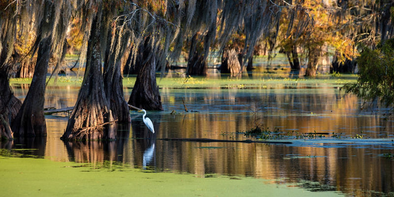 Egret in serene swamp with cypress trees