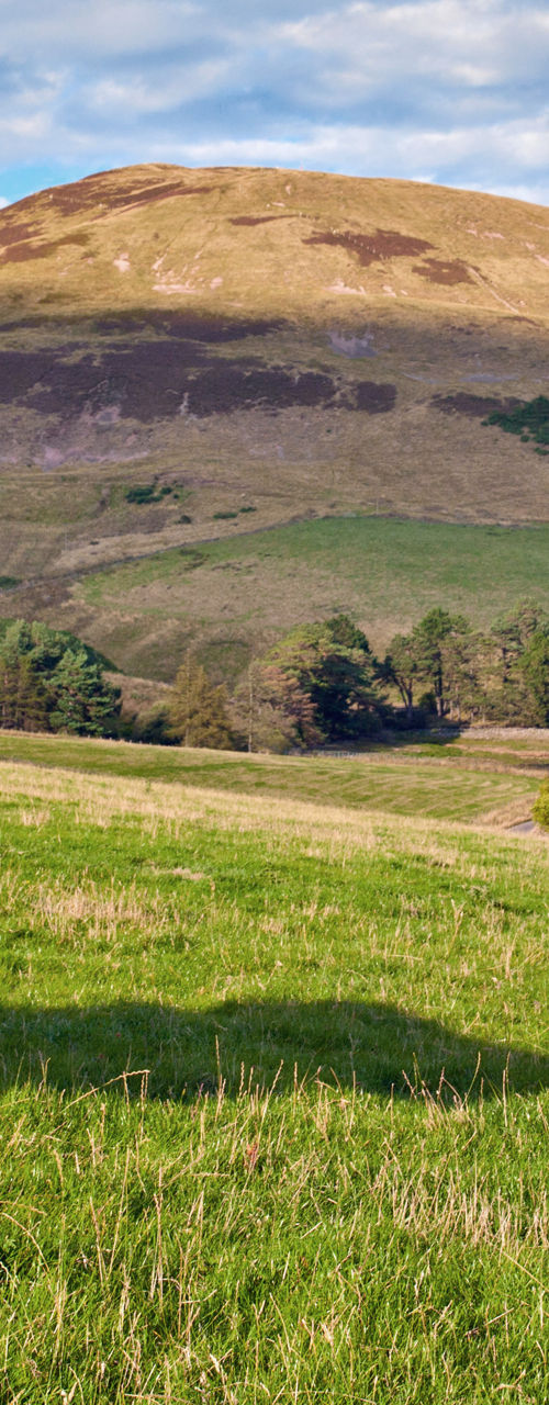 Highland cows in scenic countryside landscape