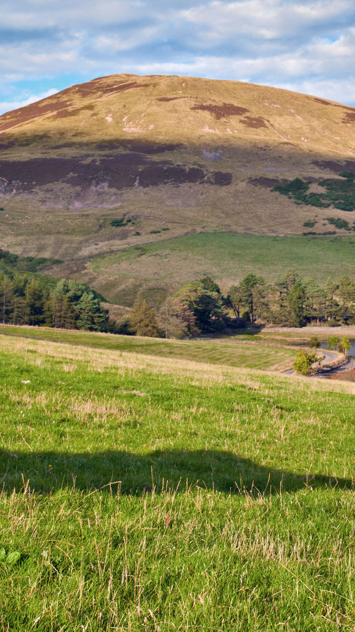 Aberdeenshire Highland Cattle Farm