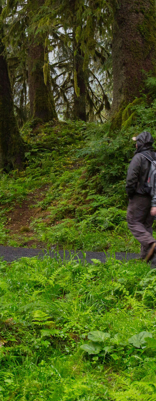 Group of hikers walking forest trail