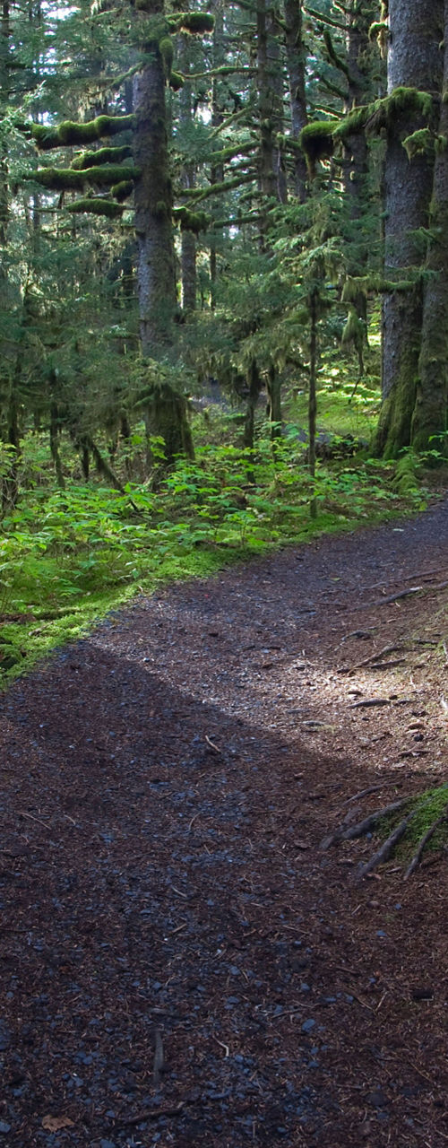 Person walking on forest trail