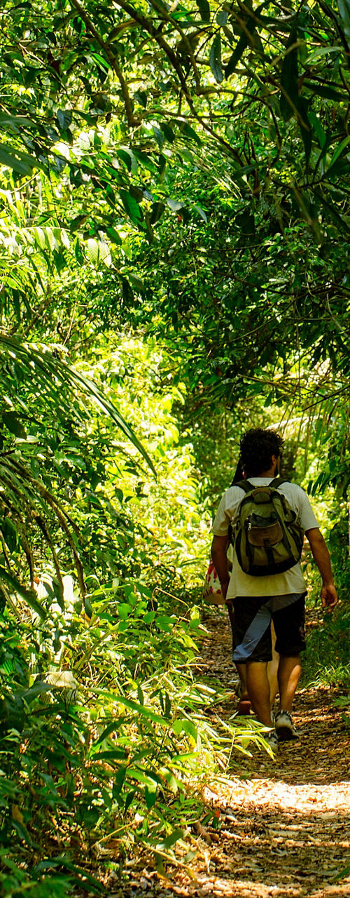 Person hiking through lush green forest