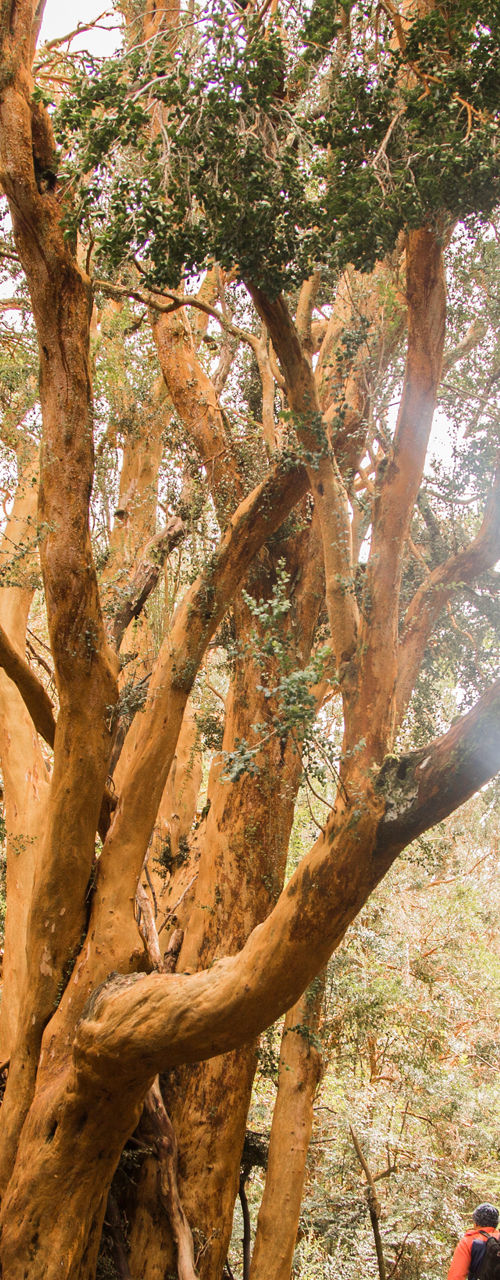 Hikers exploring forest trail under golden trees