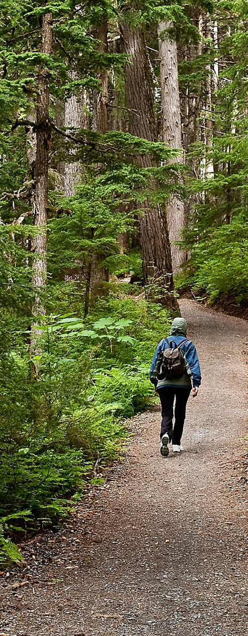 Hiker walking on forest trail alone