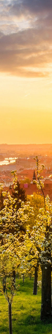 Sunset over Prague with blooming trees
