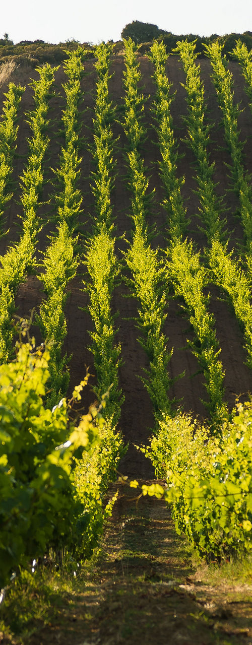 Vineyard rows on a sunny hillside