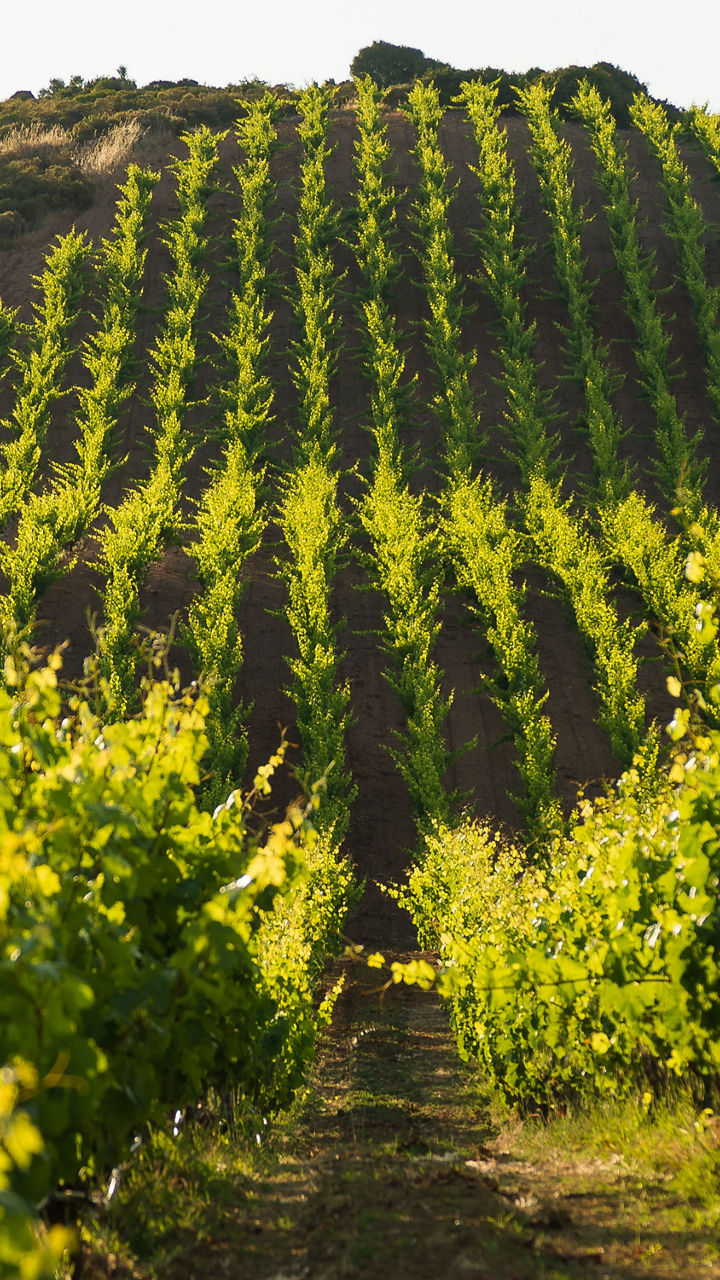 Castel Gandolfo & Countryside Wine Tasting
