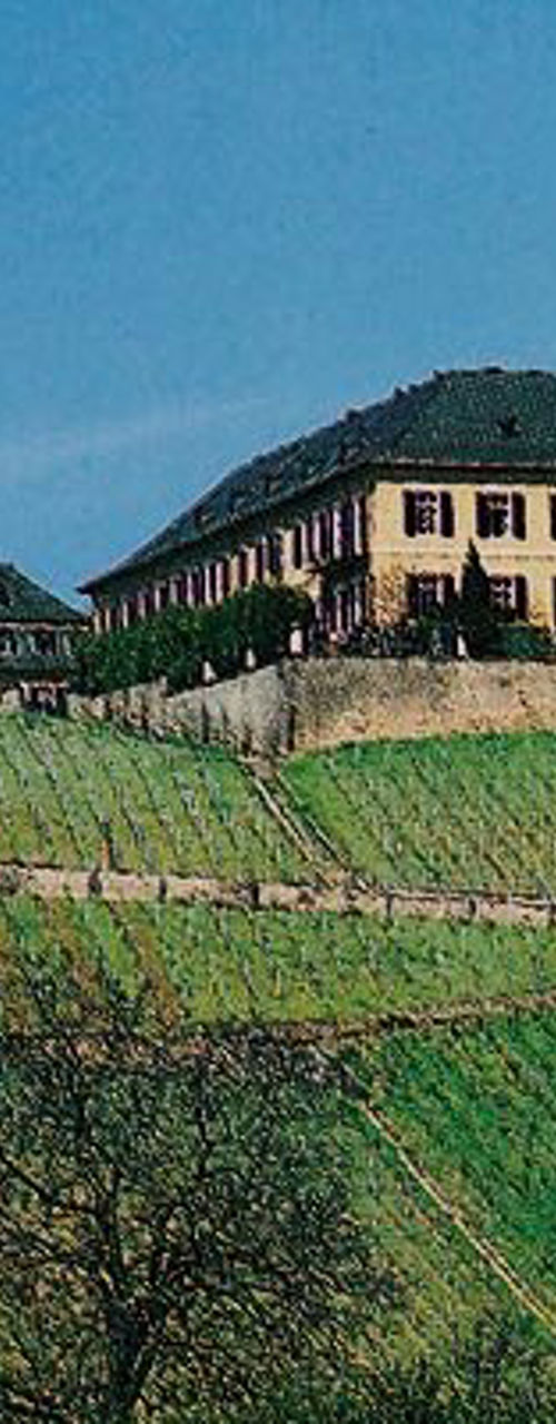 Vineyard estate on rolling green hills