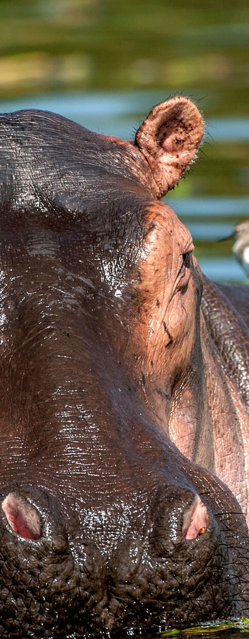 Hippo in water with bird companion