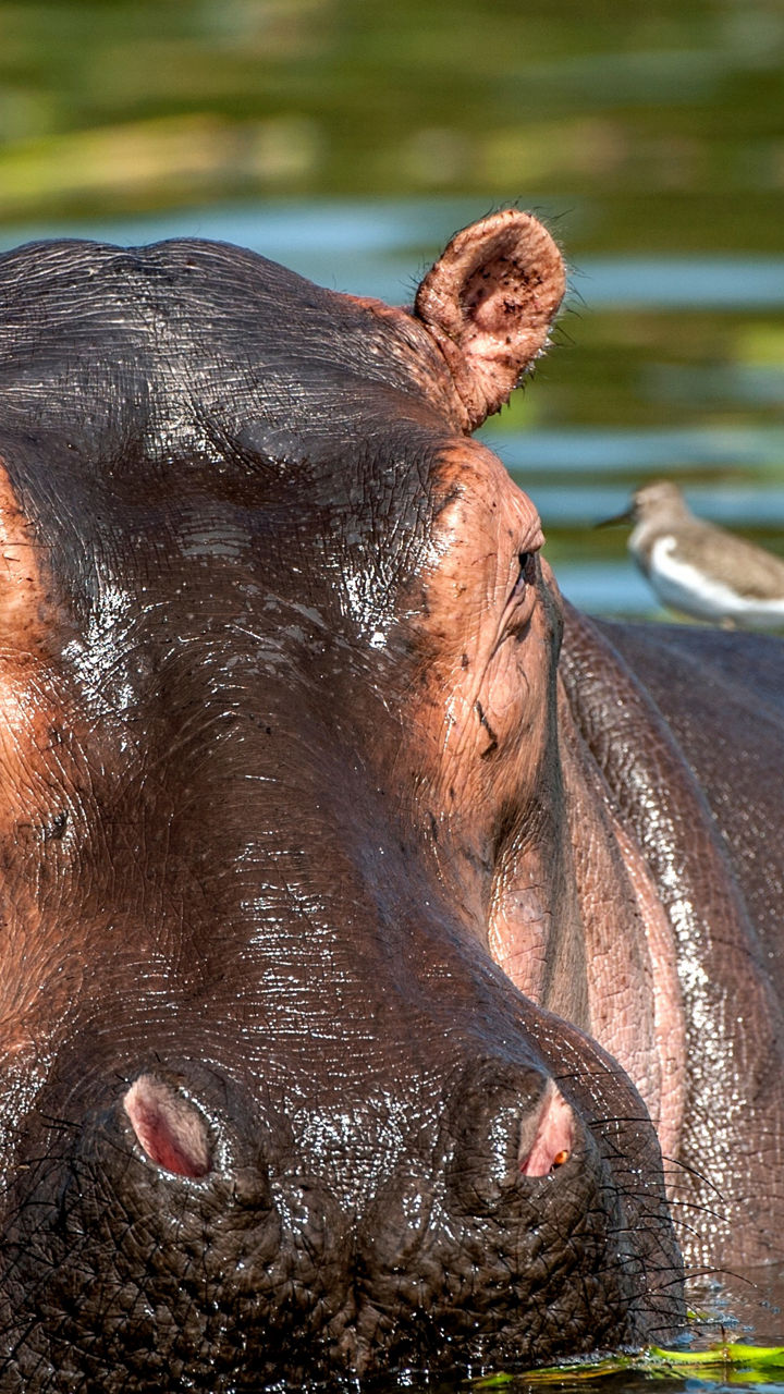 Hippo in water with bird companion