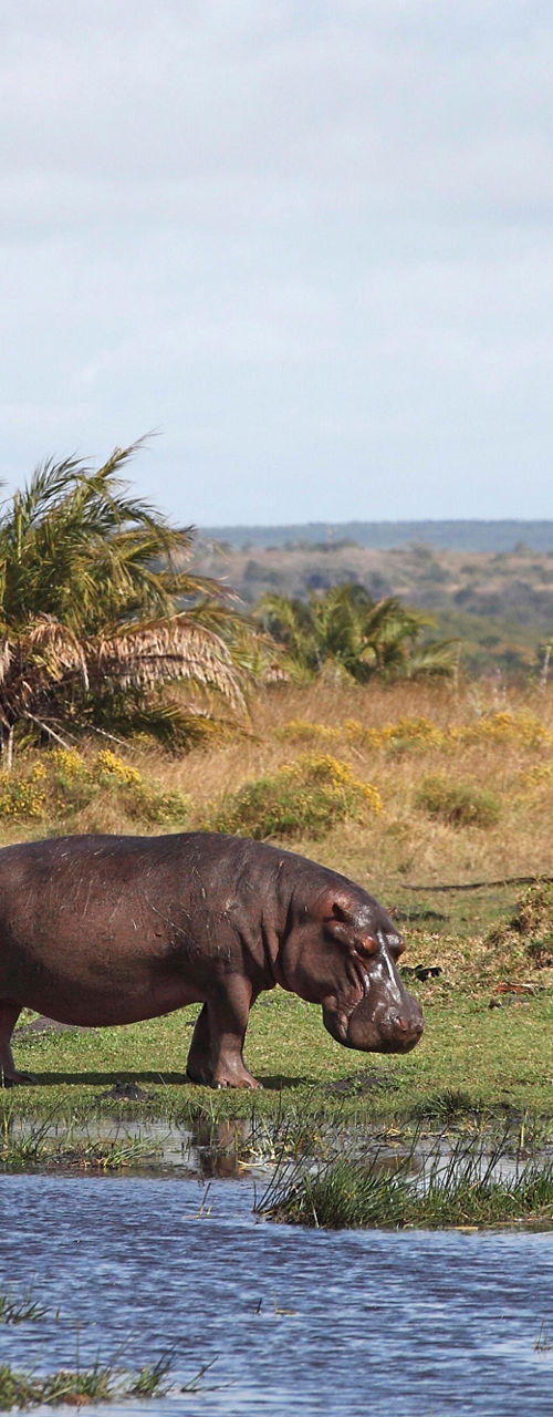 Two hippos walking in wetland landscape