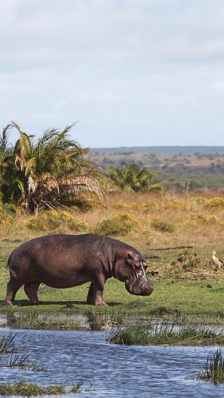 Two hippos walking in wetland landscape